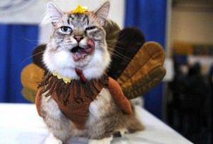 turkey cat